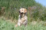 GOLDEN RETRIEVER 253